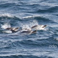 Striped Dolphins, Stenella coeruleoalba, synchronised swimming,  Alan Prowse